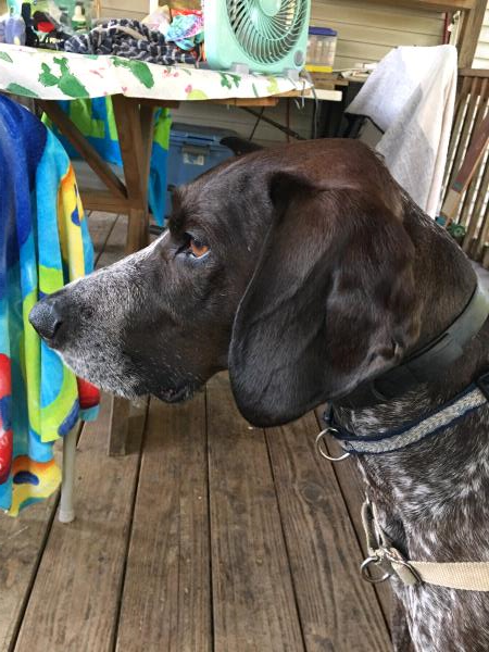 /Images/uploads/Southeast German Shorthaired Pointer Rescue/segspcalendarcontest2018/entries/9112thumb.jpg